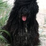 Stud dog Edward breaded