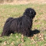 Stud dog Edward plays in the foliage