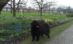 Puli male dog Edward from the shaggy companions gr
