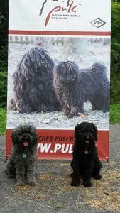 Puli Event Bad Sobernheim Selten Rassen Puli Stand Banner