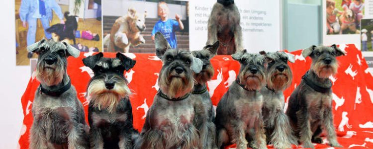 Internationale Ausstellung Chemnitz