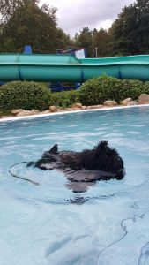 Puli im Schwimmbad