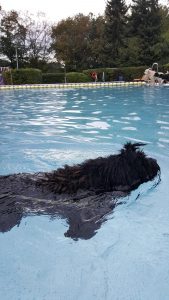 Puli schwimmt im Schwimmbad