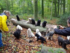 Puli Treffen in Bochum Ich bin weg 1