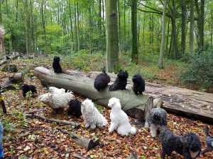 Puli Treffen in Bochum Ich bin weg 2