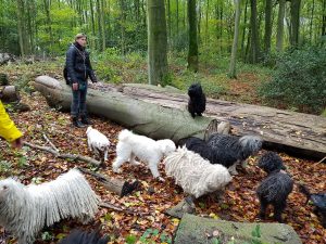 Puli Treffen in Bochum Ich bin weg 3