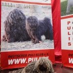 World dog show Leipzig 2018 Es gibt auch andersfarbig