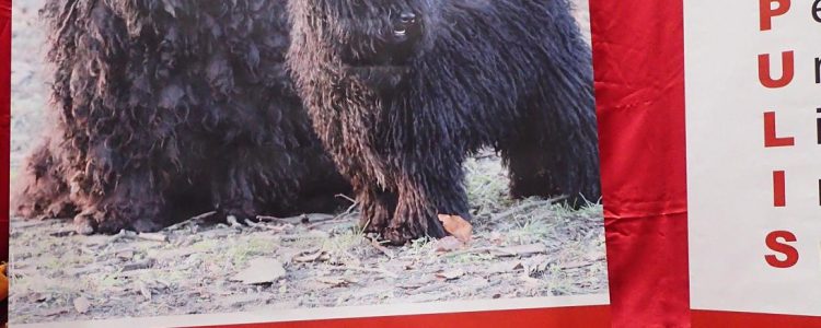 Es gibt auch andersfarbig
