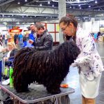 World dog show Leipzig 2018 Vorbereitung