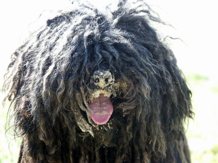 Puli character laughs