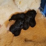5 schwarze und 1 heller Puli Welpe