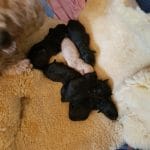6 Welpen von den zotteligen Gefährten