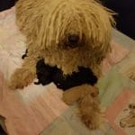Puli Betty mit Welpen 2018