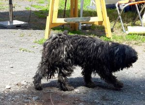 Tag der Tiere Abby