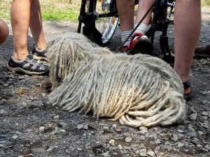 Tag der Tiere Bubbly