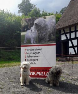 Tag der Tiere Puli Banner
