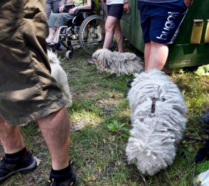 Tag der Tiere Pulis mitten drin