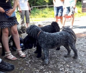 Tag der Tiere Rudi Negro Kurzhaarpulis