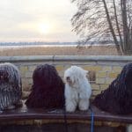 Neujahrstreffen der LG Ost 2019 Puli Gruppenfoto