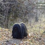 Neujahrstreffen der LG Ost 2019 Puli im Wald