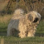 Deckrüde Fabo Felix Portrait