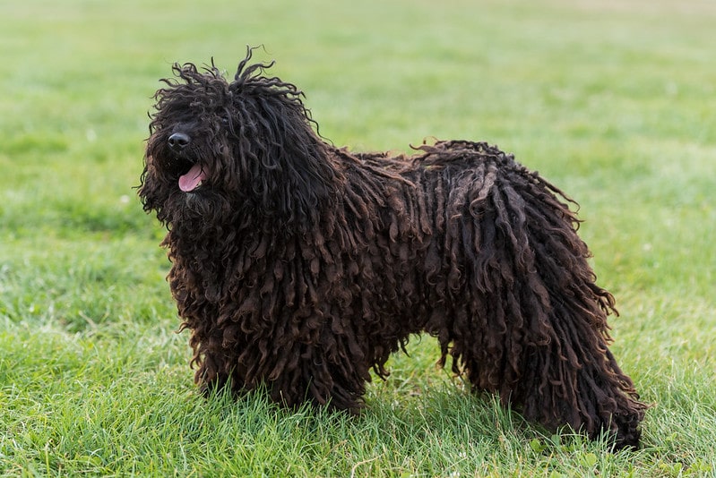 Deckrüde Pollux Portrait