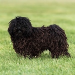 Deckrüde Pollux