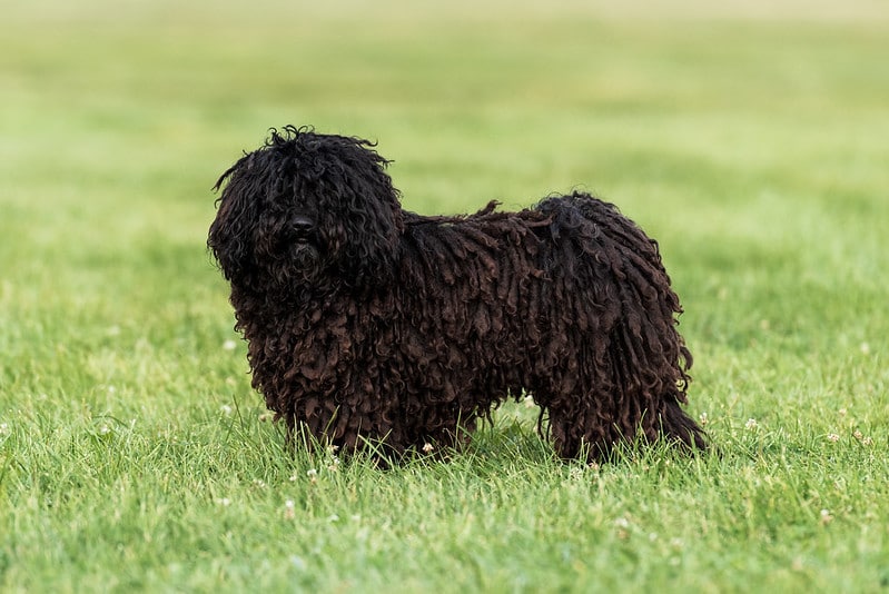 Deckrüde Pollux Portrait