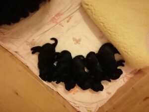 Puli Züchter zottelige Gefaehrten Puli Welpe H-Wurf