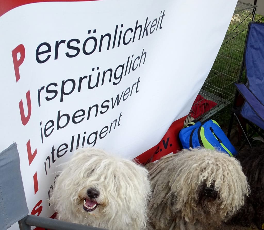 Puli Treffen Landesgruppe Ost Juli 2021