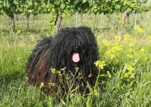 Ein junger Hirtenhund vom Deutscher Puli Klub mit typischem Schnürenhaar