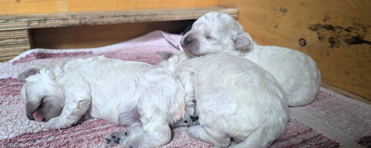 Welpen, Puli